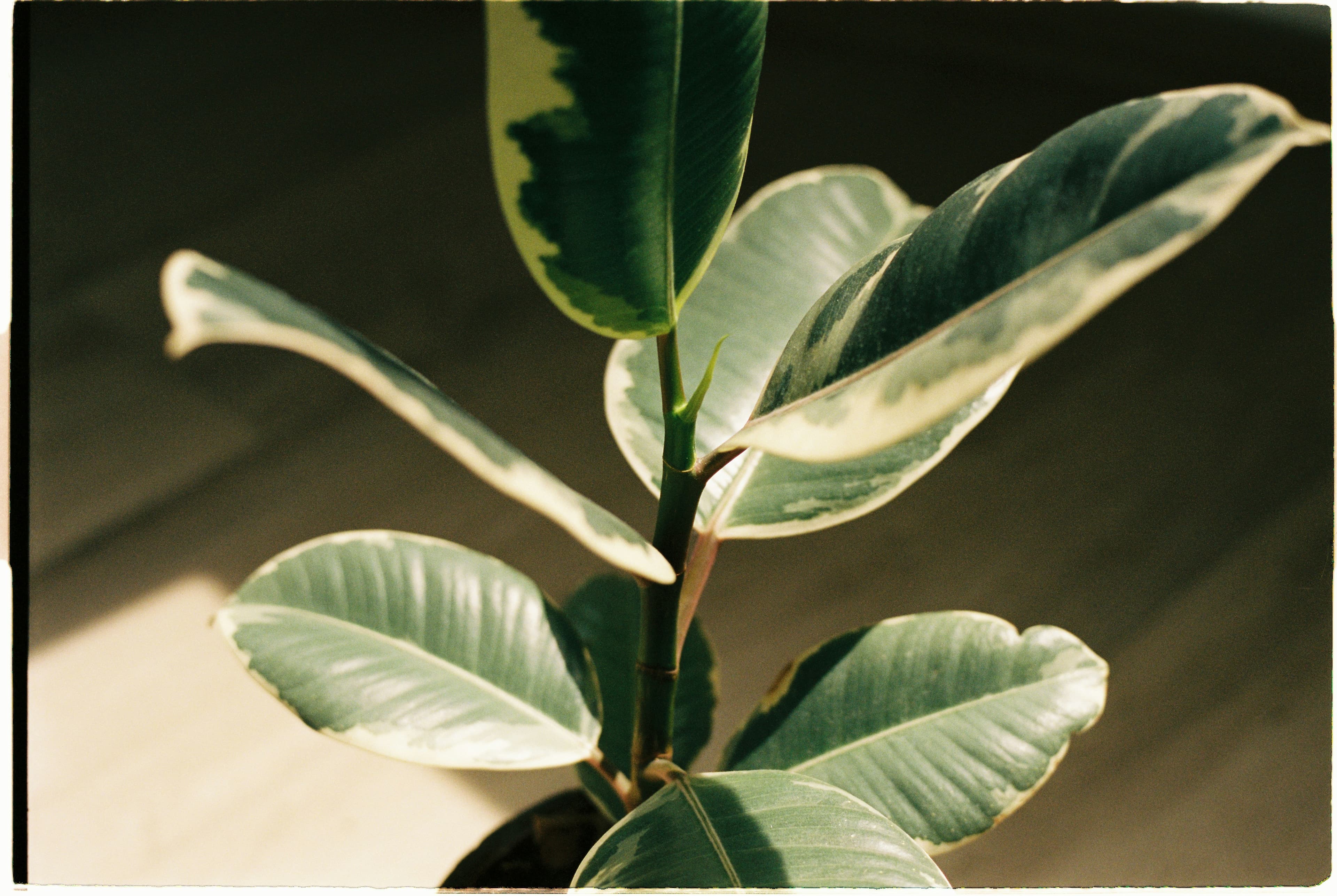 Close-up of a rubber plant with broad, glossy green leaves, some with cream edges, in soft natural light on a wooden surface.